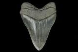 Fossil Megalodon Tooth - South Carolina #127738-2